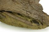 Dinosaur Tendons, Bone, and Gar Scale in Sandstone - Wyoming #377762-5